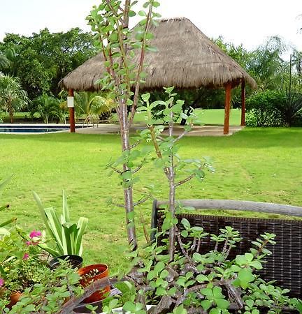 B&B Mom'S House Puerto Aventuras Exterior photo